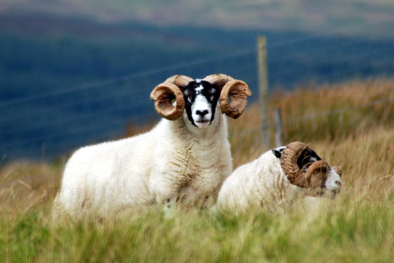 Orsay House Bed & Breakfast Portnahaven Bagian luar foto